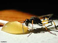 Sceliphron spirifex la vespa vasaio