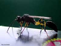 Sceliphron spirifex - vespa vasaio