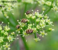coleotteri dermestidae