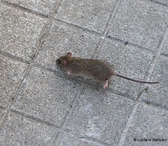 Piccolo ratto in cerca di cibo