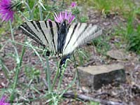 Farfalla Iphiclides podalirius