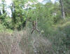 video del ragno Argiope bruennichi che cattura una mosca