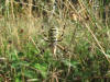 video Argiope bruennichi