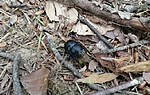 video di un coleottero geotrupidae che fa rotolare una pallina di sterco