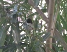 video dell'occhiocatto un uccellino che sembra una capinera maschio