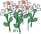 fiori di margherite