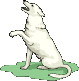 cane bianco gif