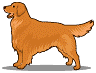 cane grasso marrone