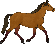 cavallo marrone