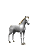 cavallo bianco gif