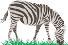 zebra gif