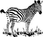 zebra gif