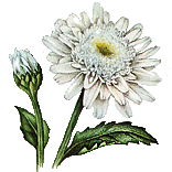 fiore di crisantemo