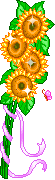 girasoli