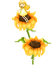 girasoli