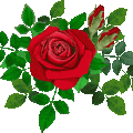 rosa rossa