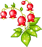 fiore