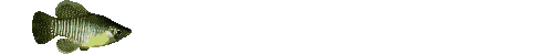 pesce gif