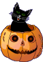 gatto dentro la zucca