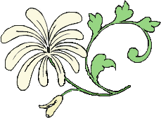 fiore bianco