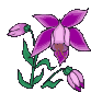 fiore fucsia