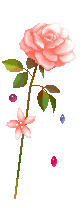 stelo di rosa