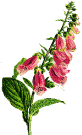 fiore digitale