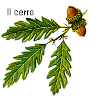 fiore cerro