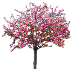 albero con fiori di pesco