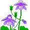 aquilegia