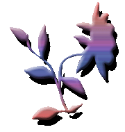 fiore