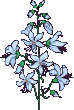 fiore azzurrino