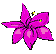 fiore fucsia
