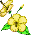 fiori gialli