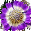 fiore viola