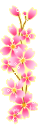 fiori rosa