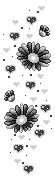margherite b-n