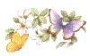 fiori con farfallina