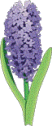 giacinto gif