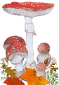 muscaria