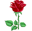 Rosa rossa