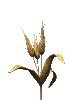 gif spighe