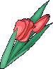 tulipani gif