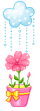 fiore rosa