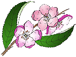 fiore di pesco
