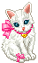 gatta bianca