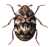 dermestide gif
