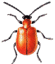 insetto gif