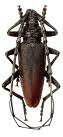 cerambice gif