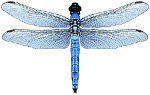libellula blu